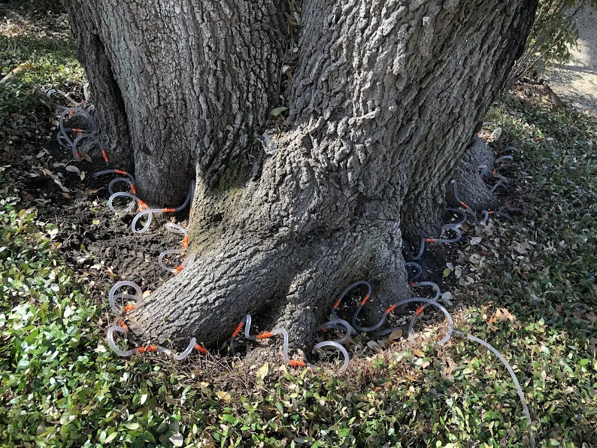 Detailed Tree Cabling and Bracing job site in Midland Park