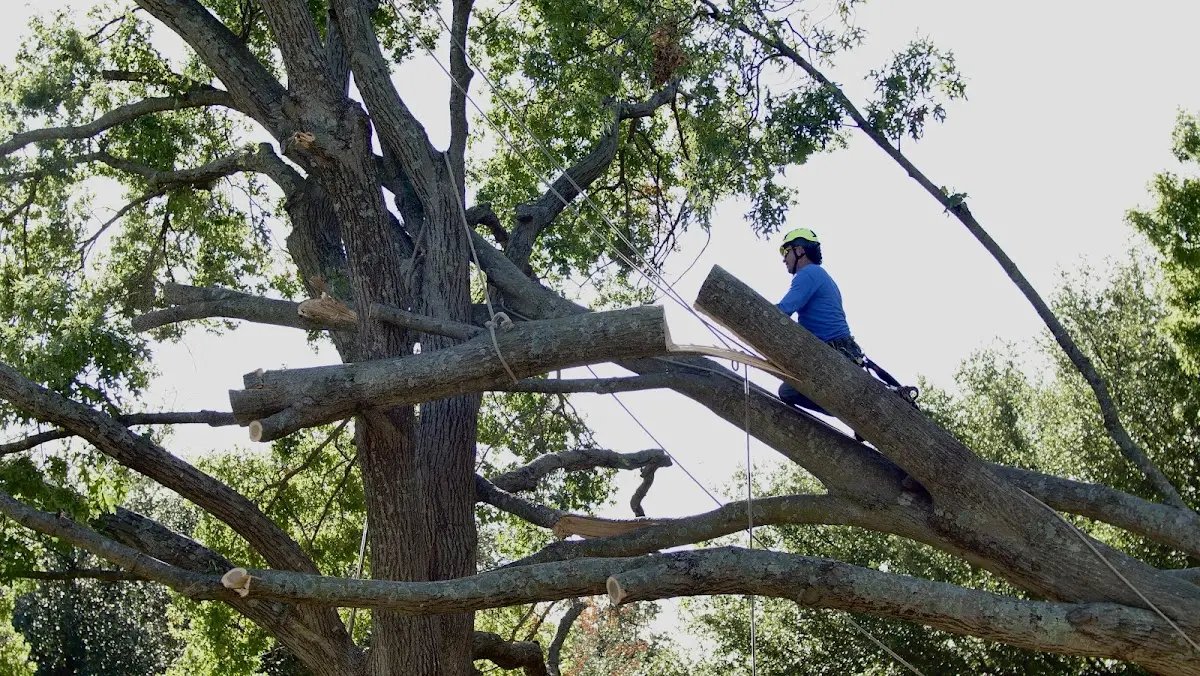 Professional Crown Thinning performed by certified arborists in Midland Park