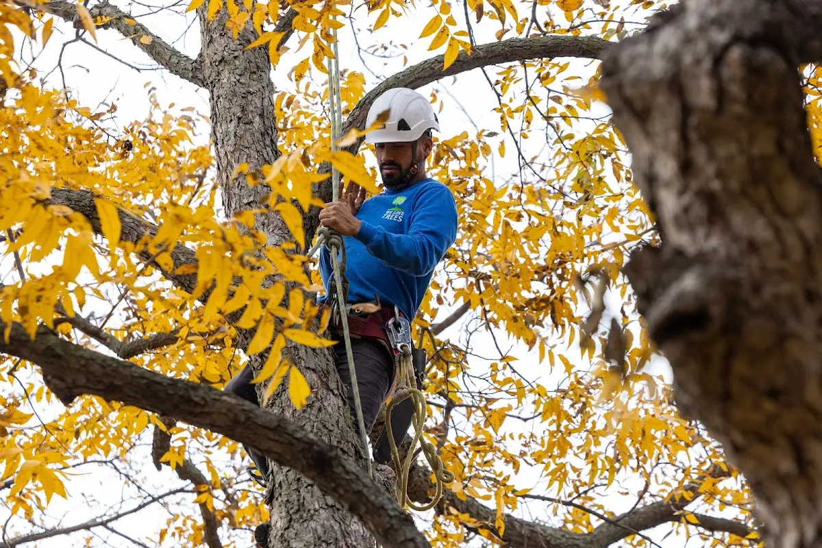 Skilled Tree Trimming crew working in Midland Park