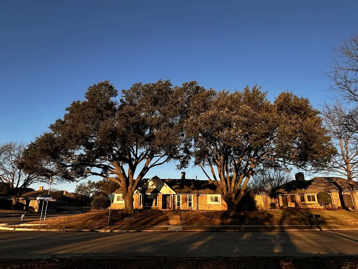 Established residential canopy tree shading a home in Midland Park